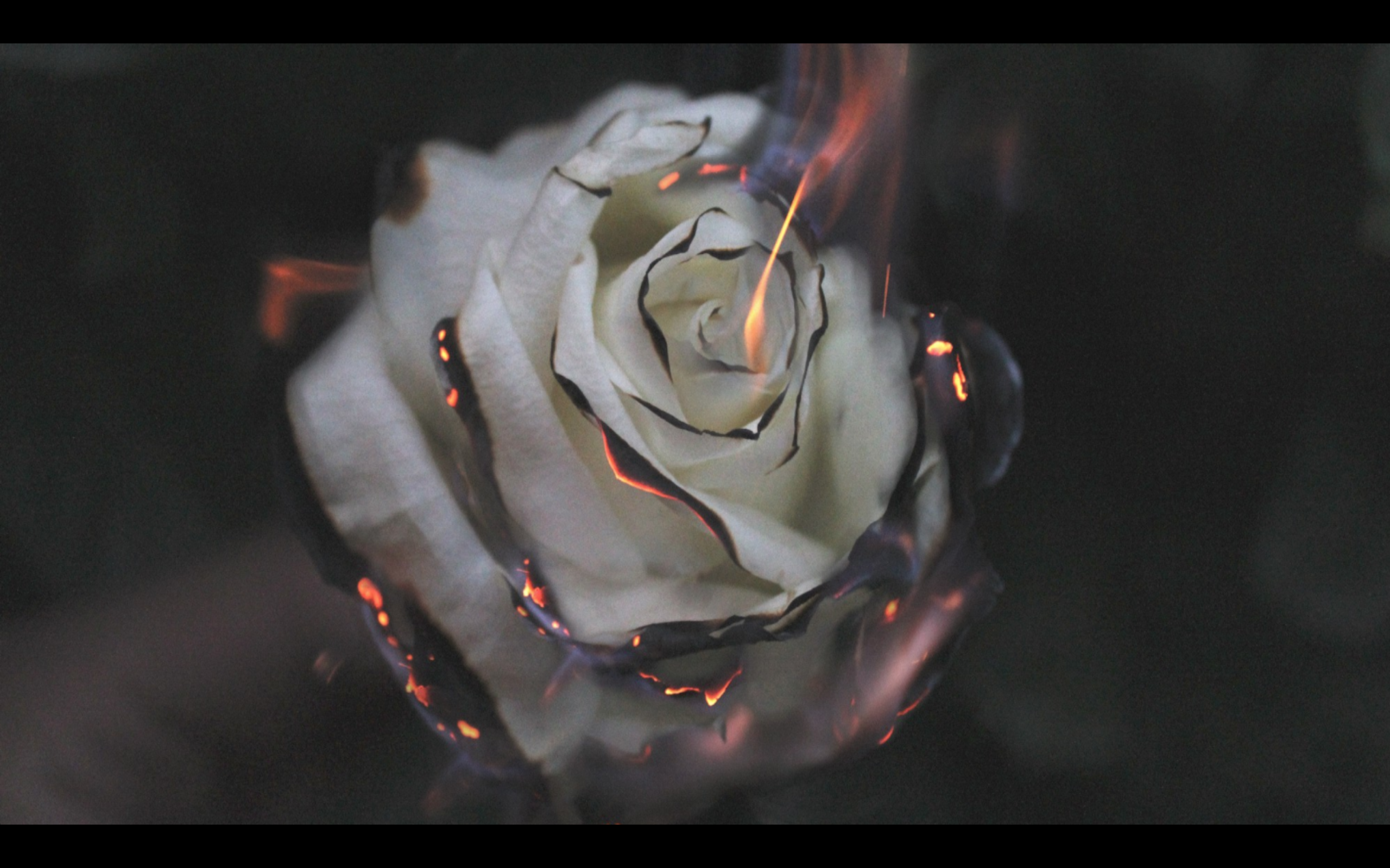 Burning rose